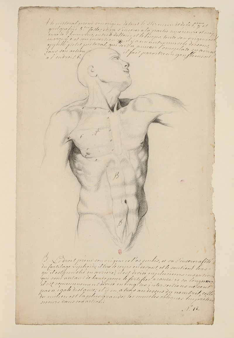 Cahiers d'Anatomie Pl.11 by Charles Monnet — digital art print download