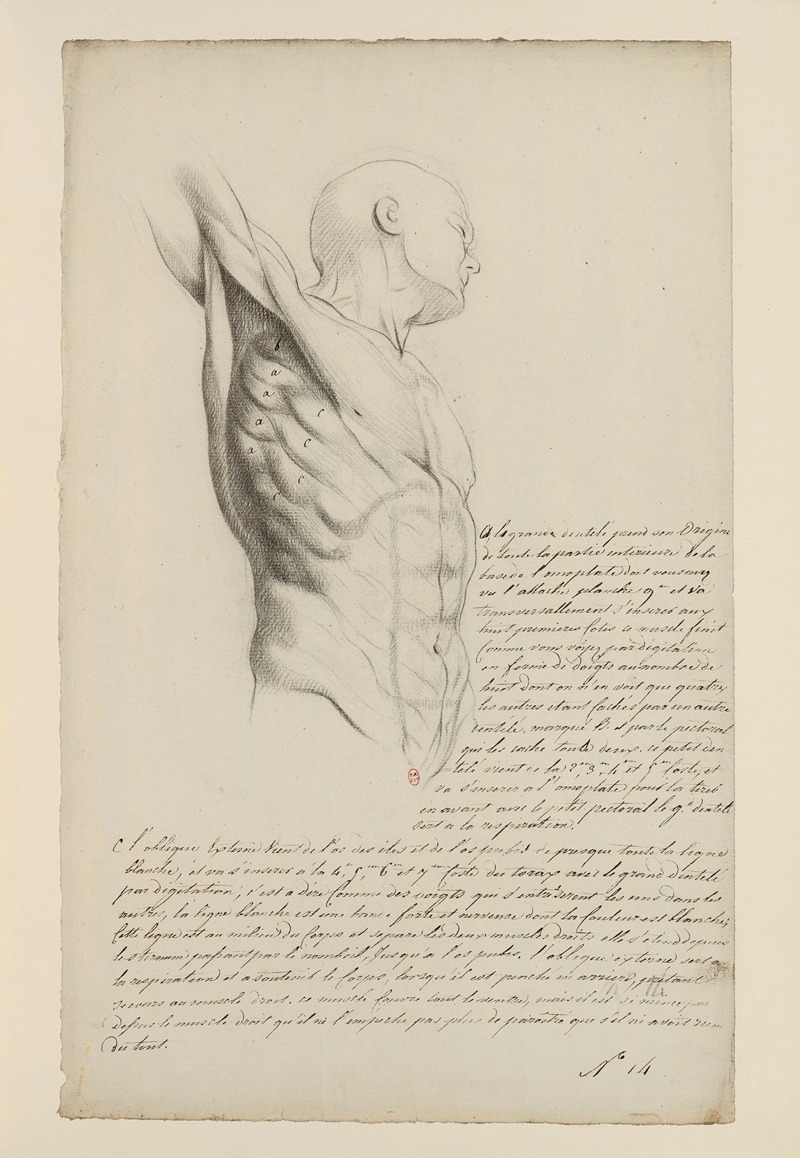 Cahiers d'Anatomie Pl.13 by Charles Monnet — digital art print download