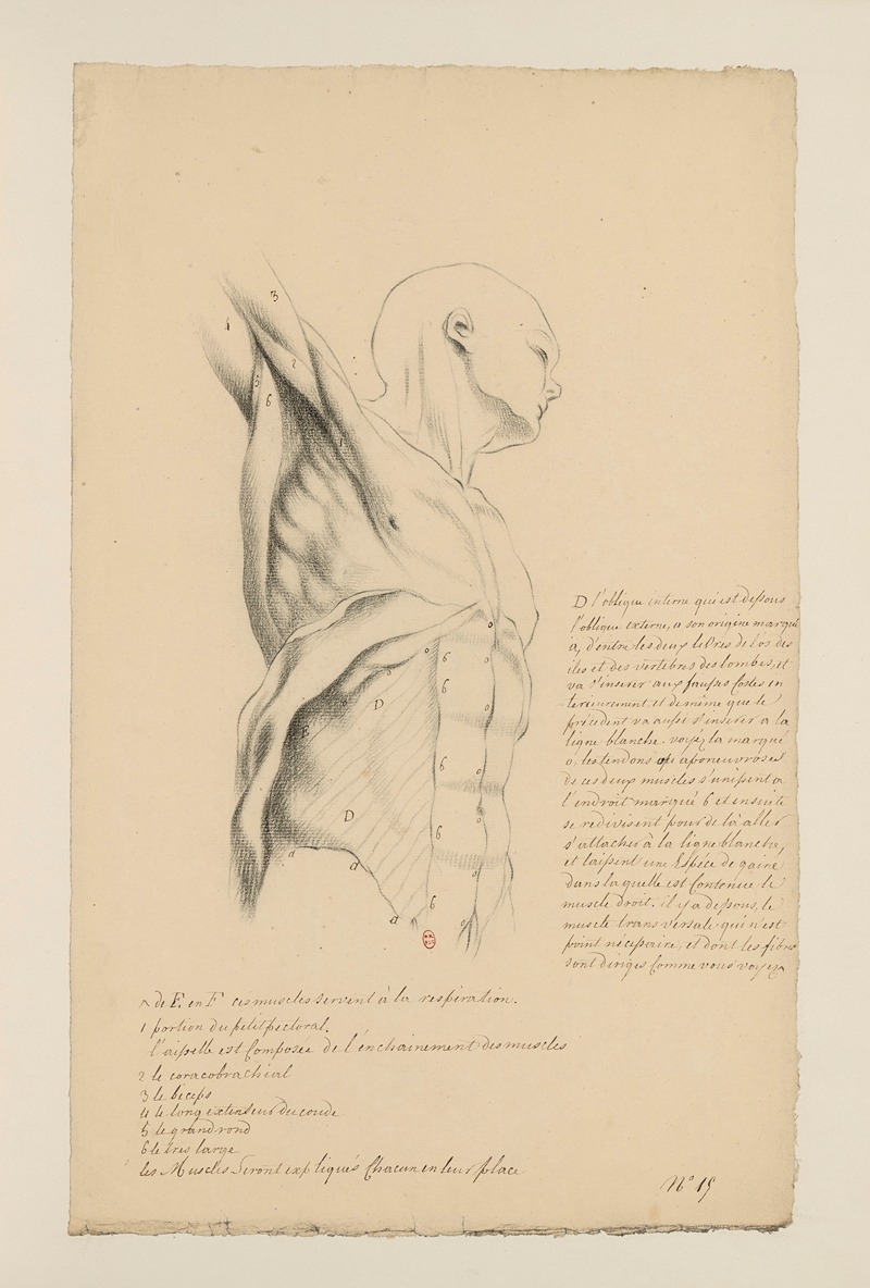 Cahiers d'Anatomie Pl.14 by Charles Monnet — digital art print download