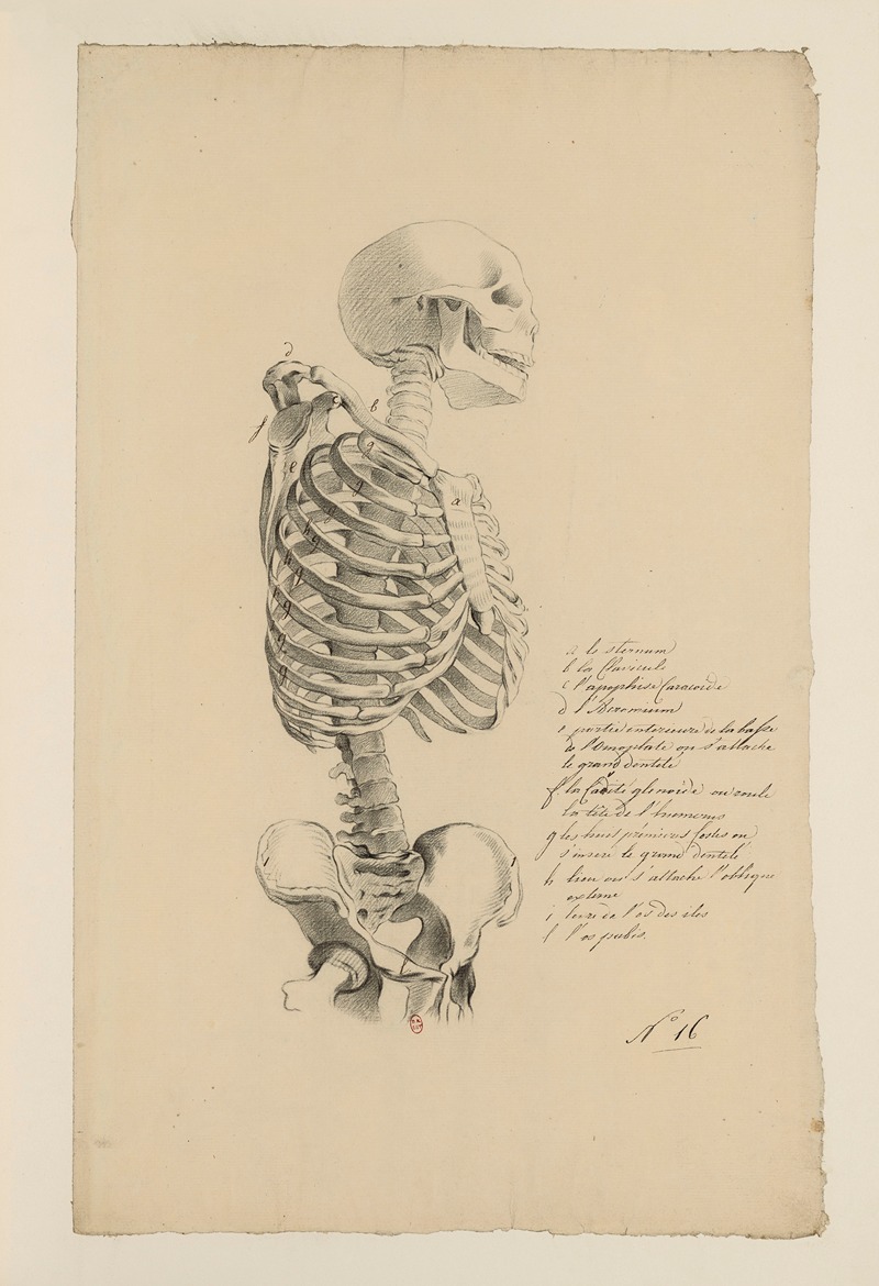 Cahiers d'Anatomie Pl.15 by Charles Monnet — digital art print download