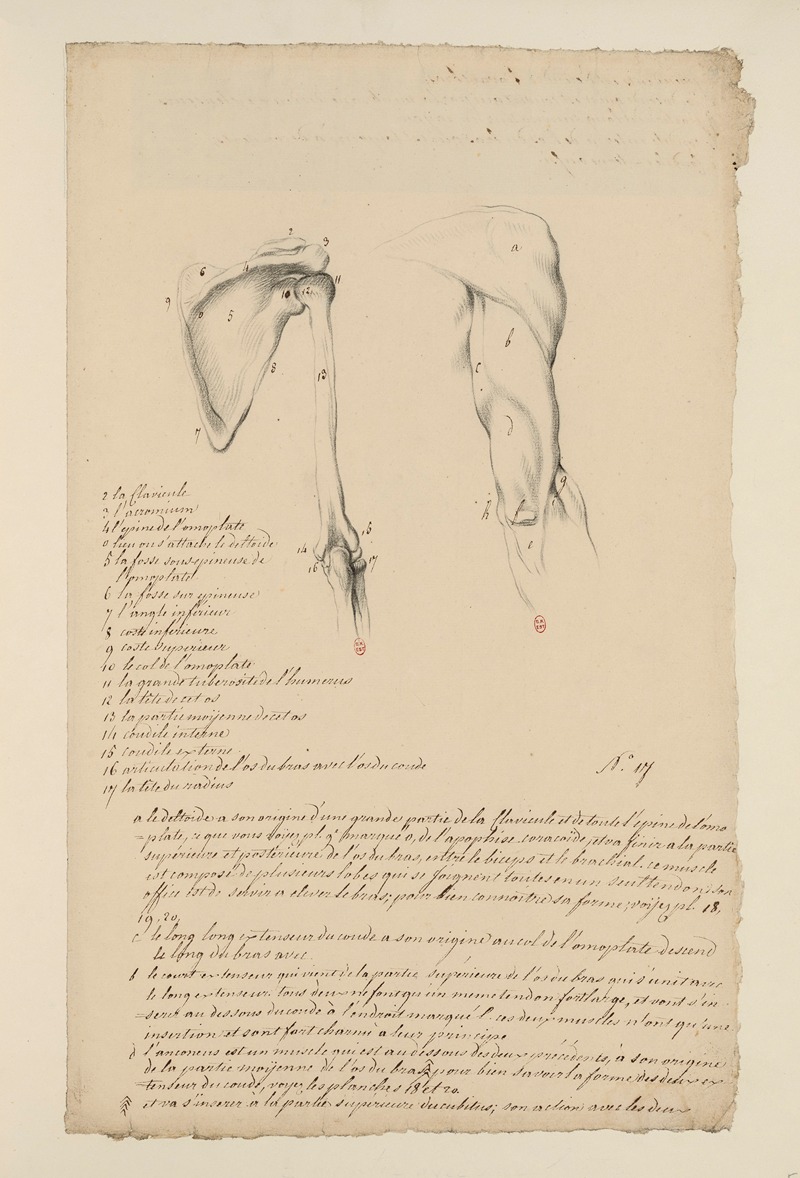 Cahiers d'Anatomie Pl.16 by Charles Monnet — digital art print download
