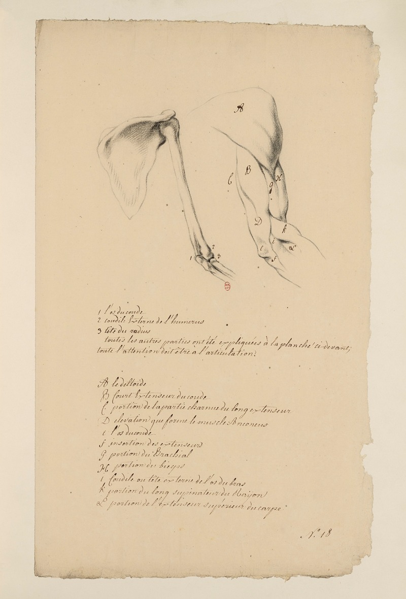 Cahiers d'Anatomie Pl.17 by Charles Monnet — digital art print download