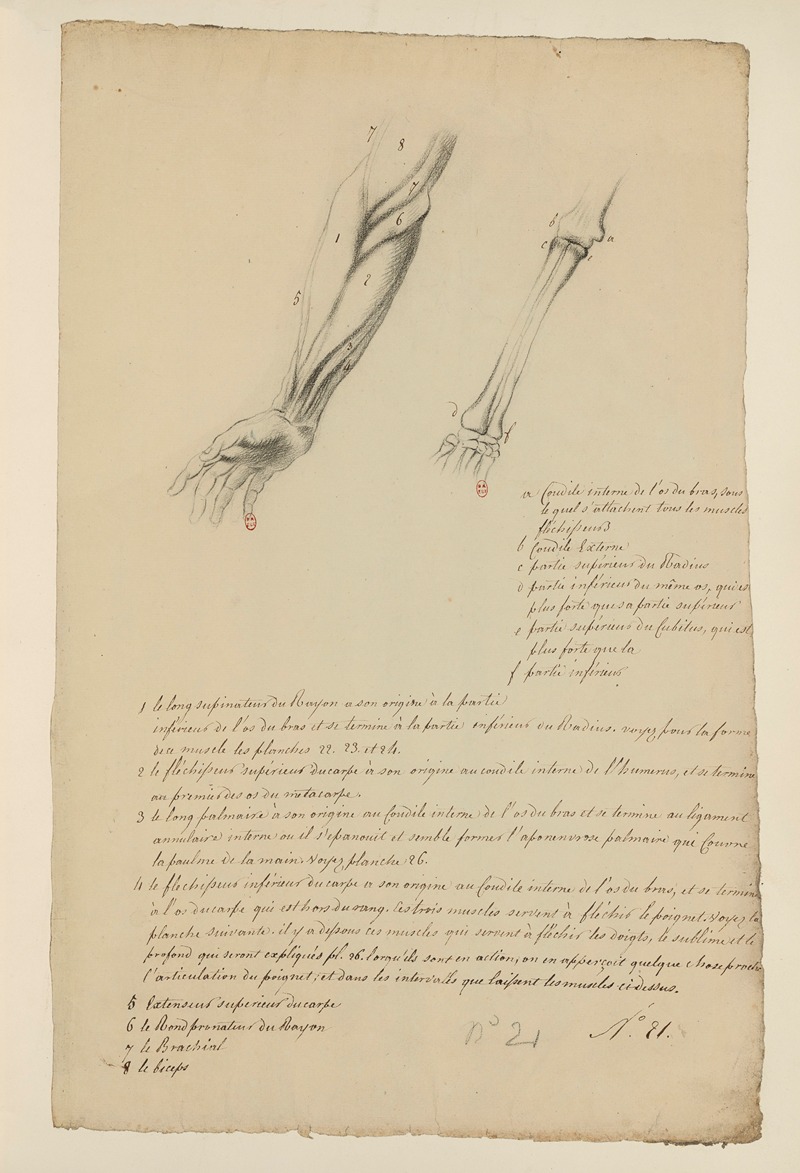 Cahiers d'Anatomie Pl.20 by Charles Monnet — digital art print download