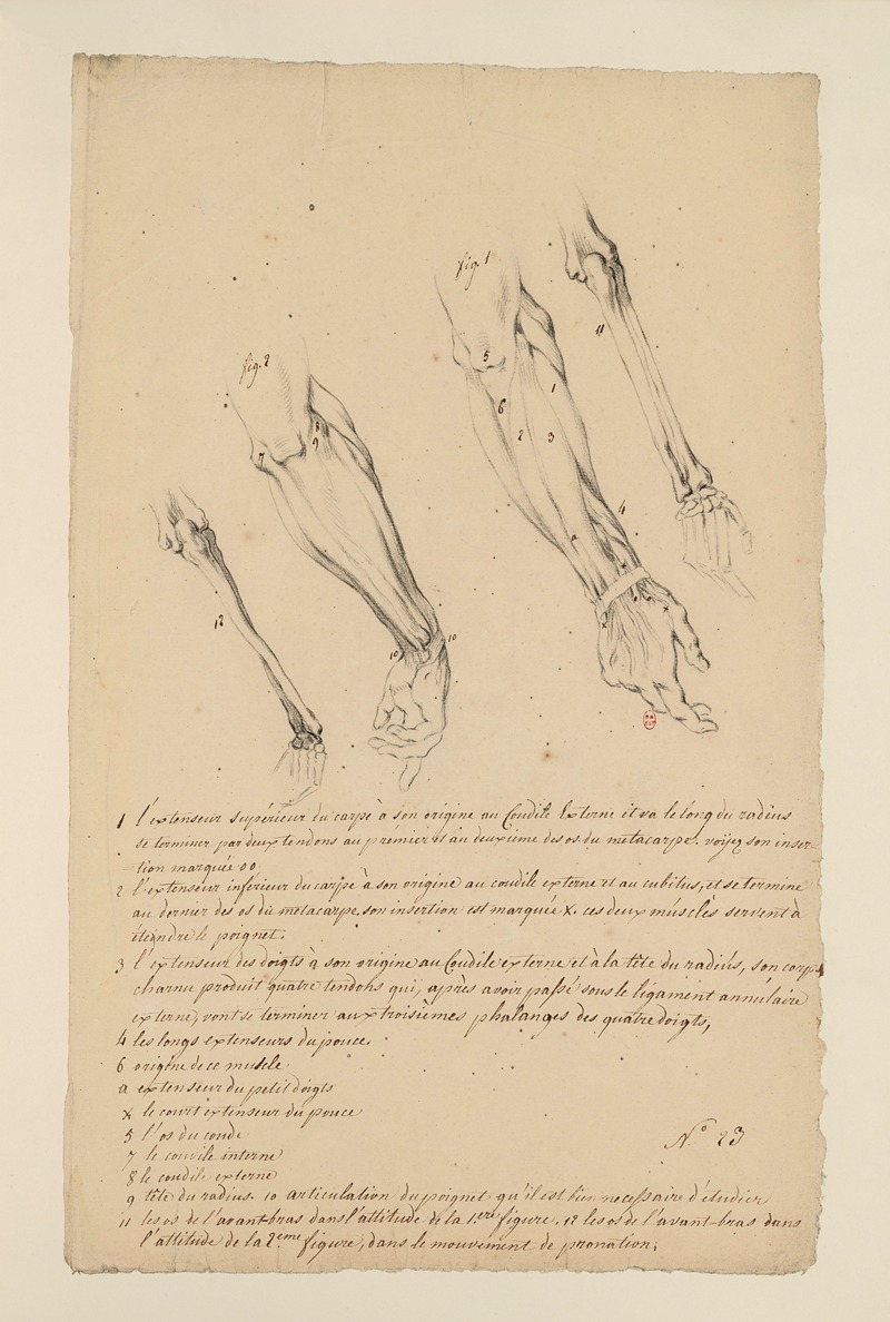 Cahiers d'Anatomie Pl.22 by Charles Monnet — digital art print download