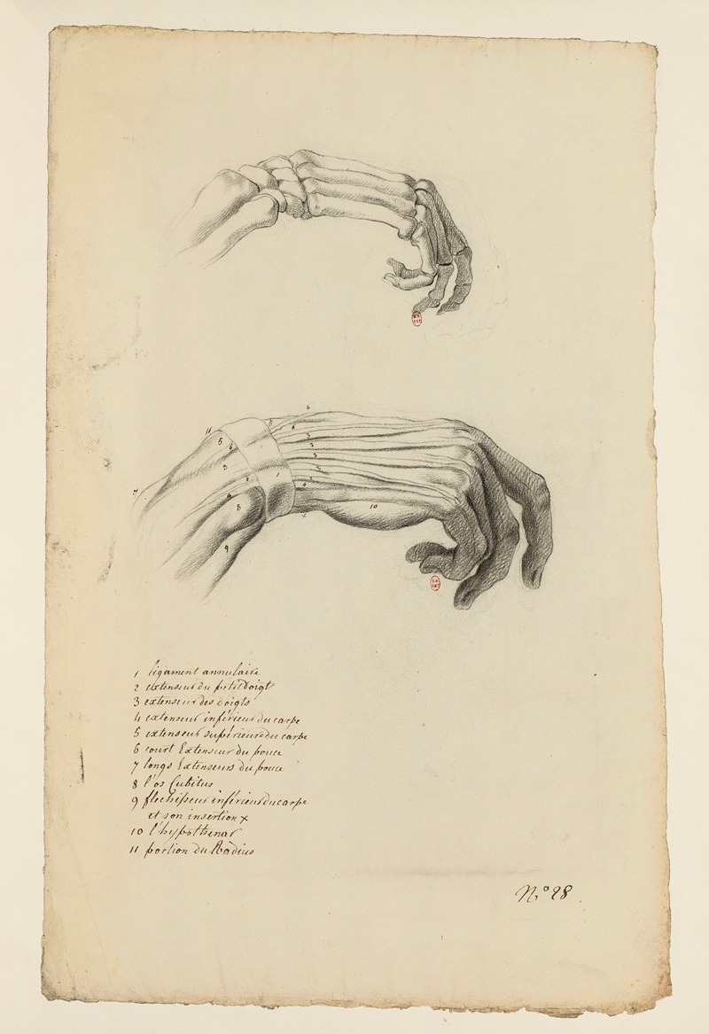 Cahiers d'Anatomie Pl.23 by Charles Monnet — digital art print download