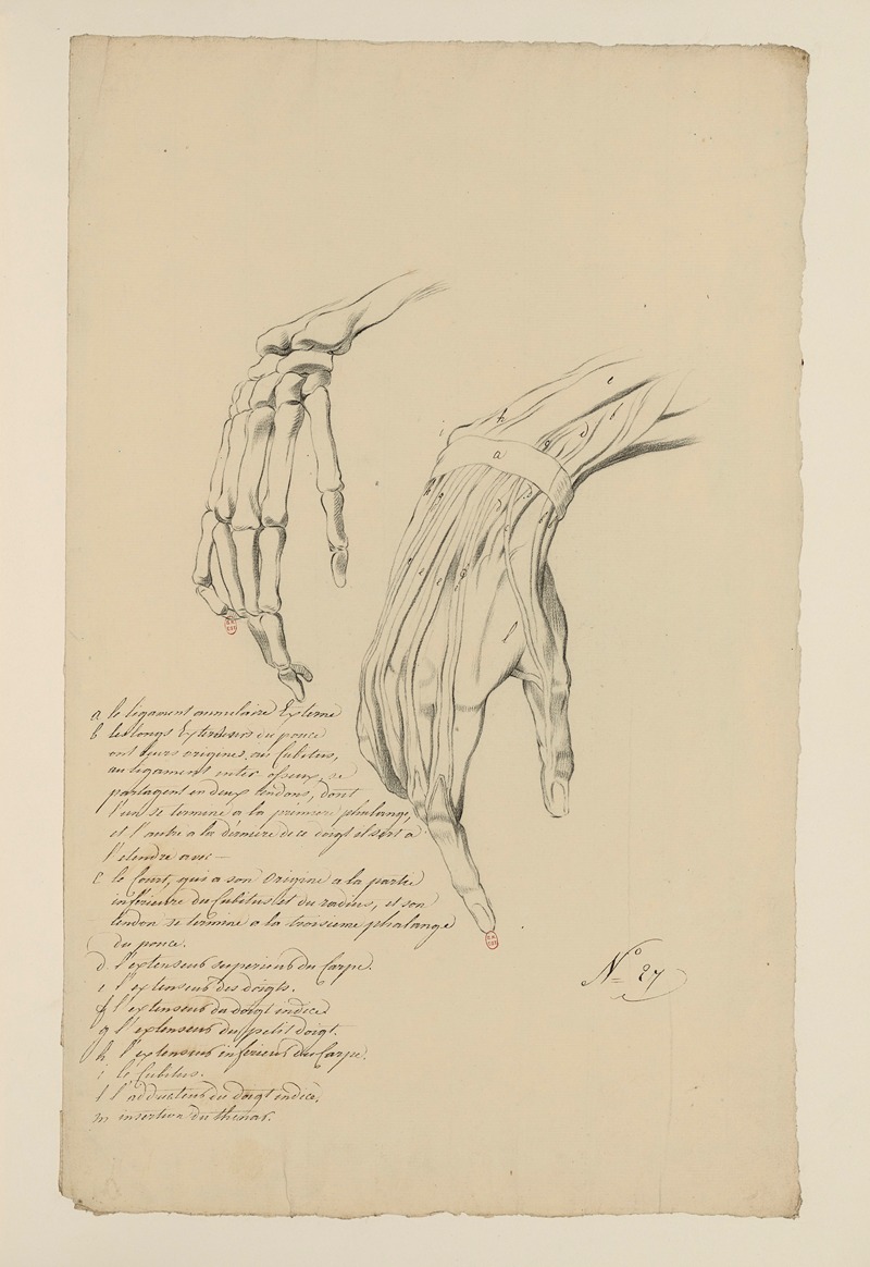 Cahiers d'Anatomie Pl.24 by Charles Monnet — digital art print download