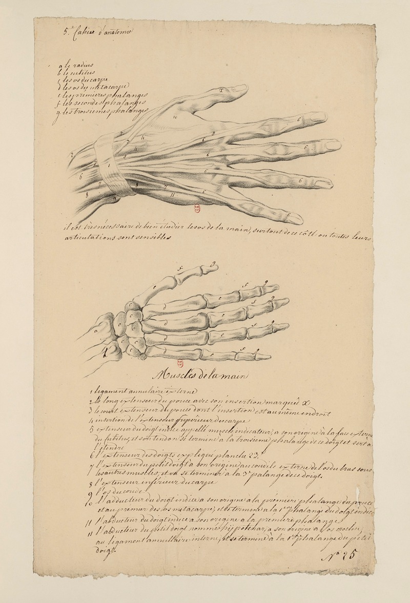 Cahiers d'Anatomie Pl.25 by Charles Monnet — digital art print download