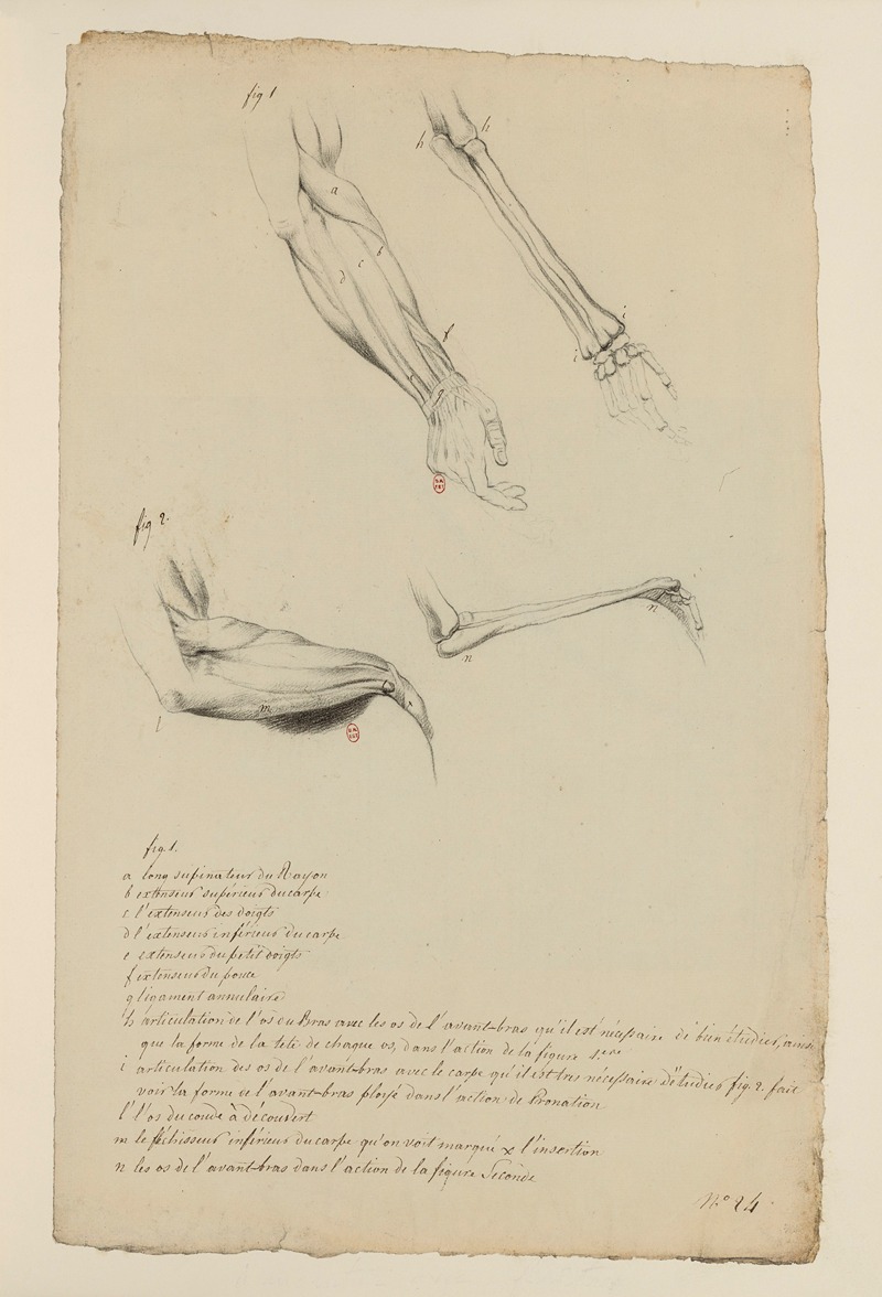 Cahiers d'Anatomie Pl.26 by Charles Monnet — digital art print download