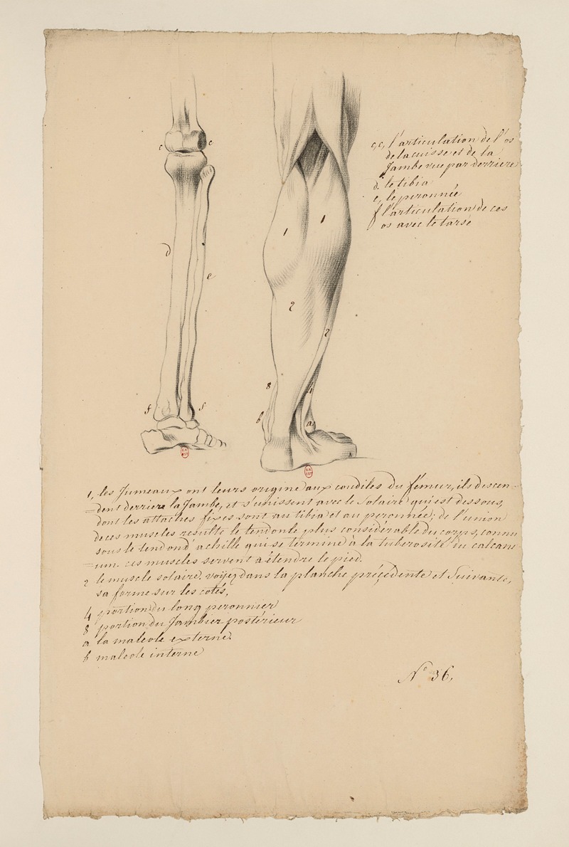 Cahiers d'Anatomie Pl.28 by Charles Monnet — digital art print download