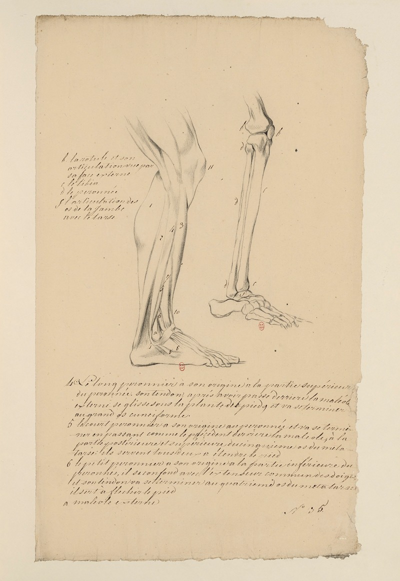Cahiers d'Anatomie Pl.29 by Charles Monnet — digital art print download