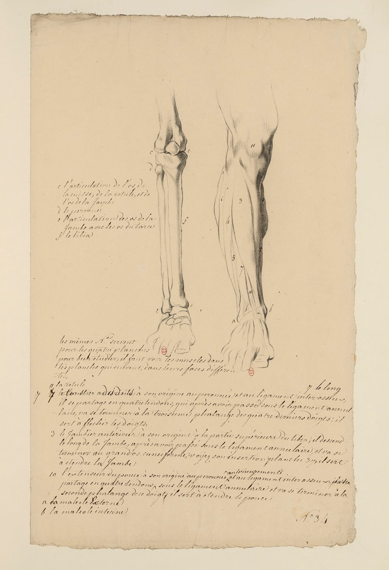 Cahiers d'Anatomie Pl.30 by Charles Monnet — digital art print download