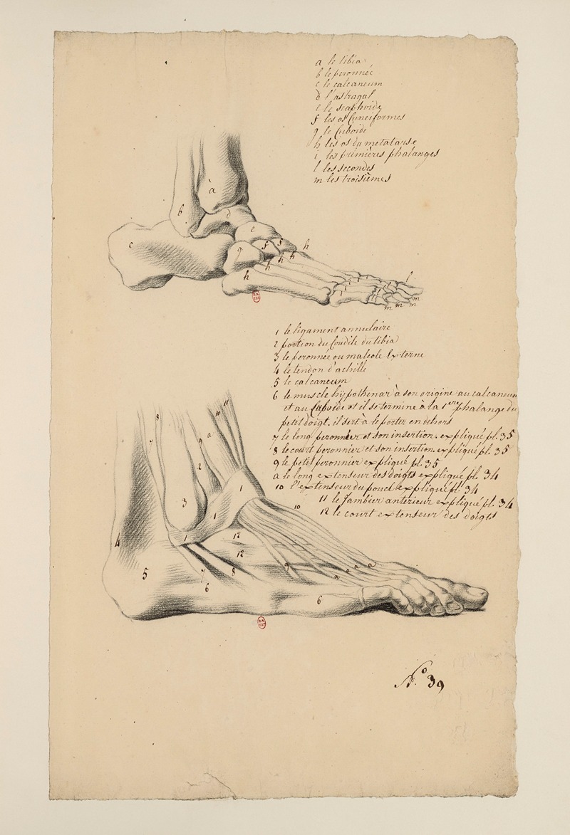 Cahiers d'Anatomie Pl.35 by Charles Monnet — digital art print download