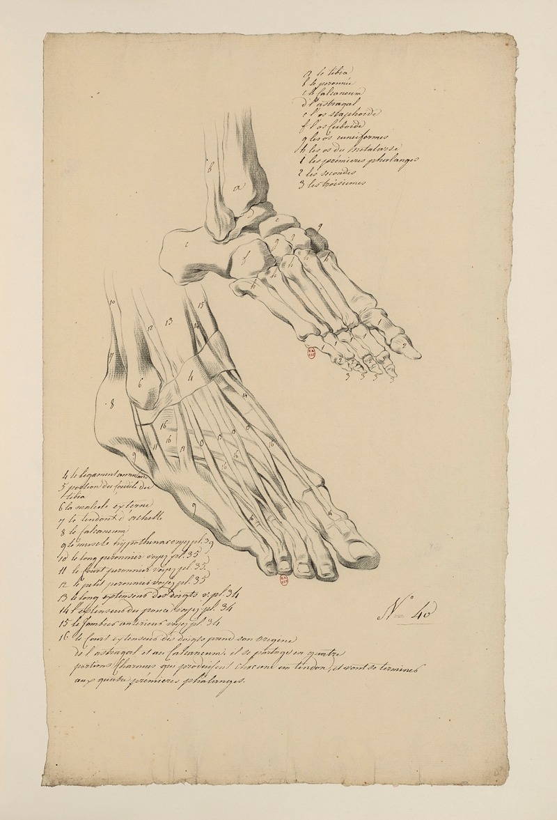 Cahiers d'Anatomie Pl.36 by Charles Monnet — digital art print download