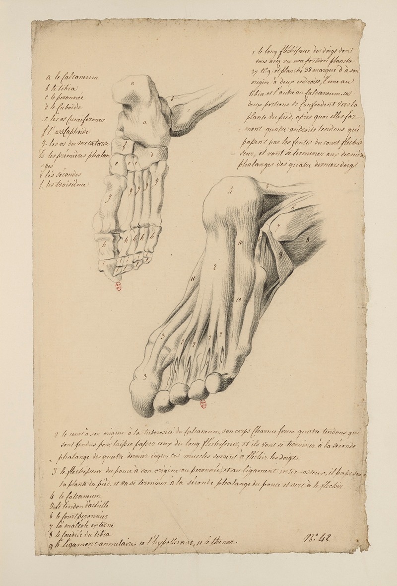 Cahiers d'Anatomie Pl.38 by Charles Monnet — digital art print download
