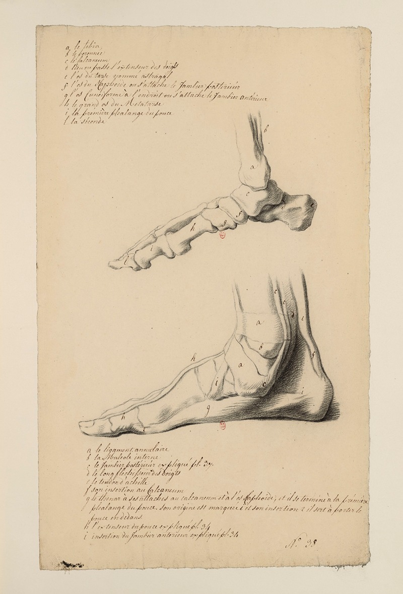 Cahiers d'Anatomie Pl.39 by Charles Monnet — digital art print download