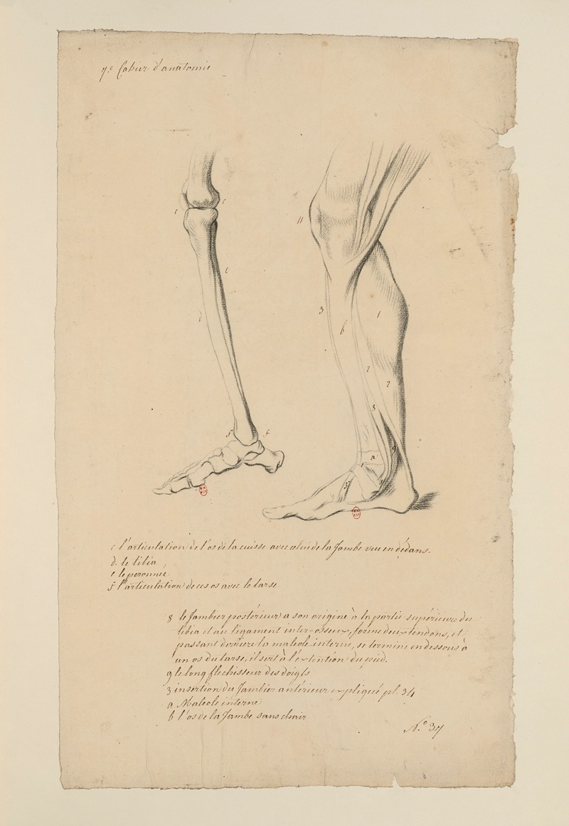 Cahiers d'Anatomie Pl.40 by Charles Monnet — digital art print download
