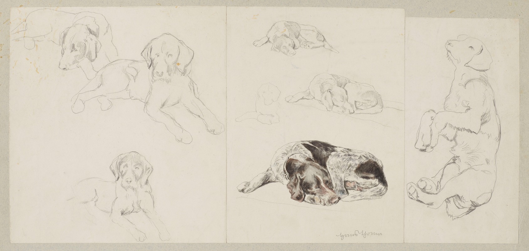 Eight Studies of a German Pointer by Ханс Тома, 1865 - 1885 — digital art print download