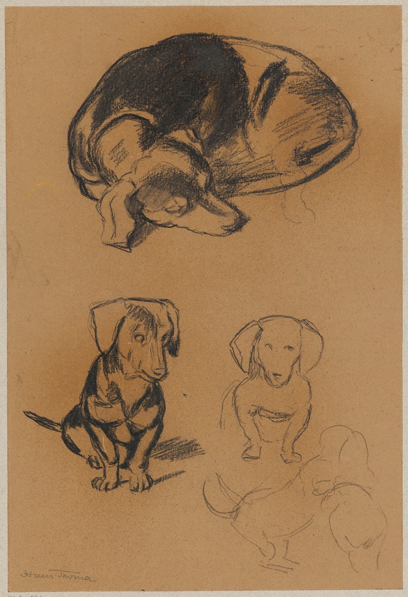 Studies of a dachshund by Ханс Тома, 1885 — digital art print download