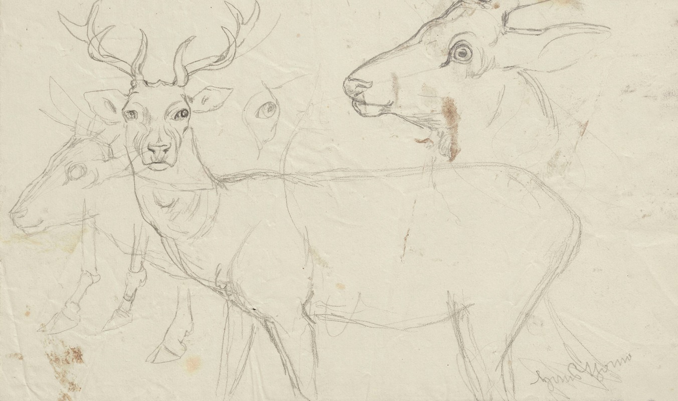 Studies of deer by Ханс Тома, 1860 - 1924 — digital art print download