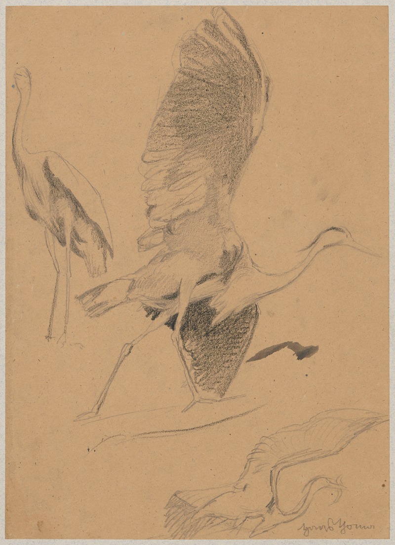 Study of a heron by Ханс Тома, 1880 — digital art print download