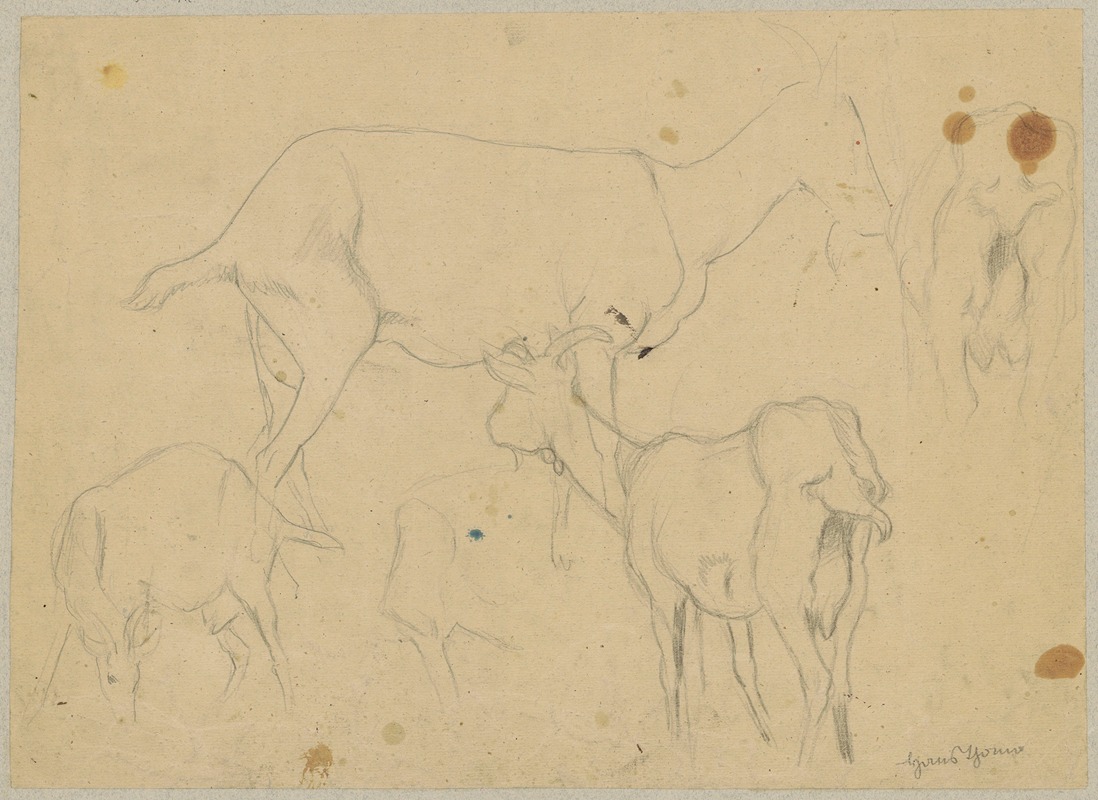 Study of goats by Ханс Тома, 1880 - 1900 — digital art print download