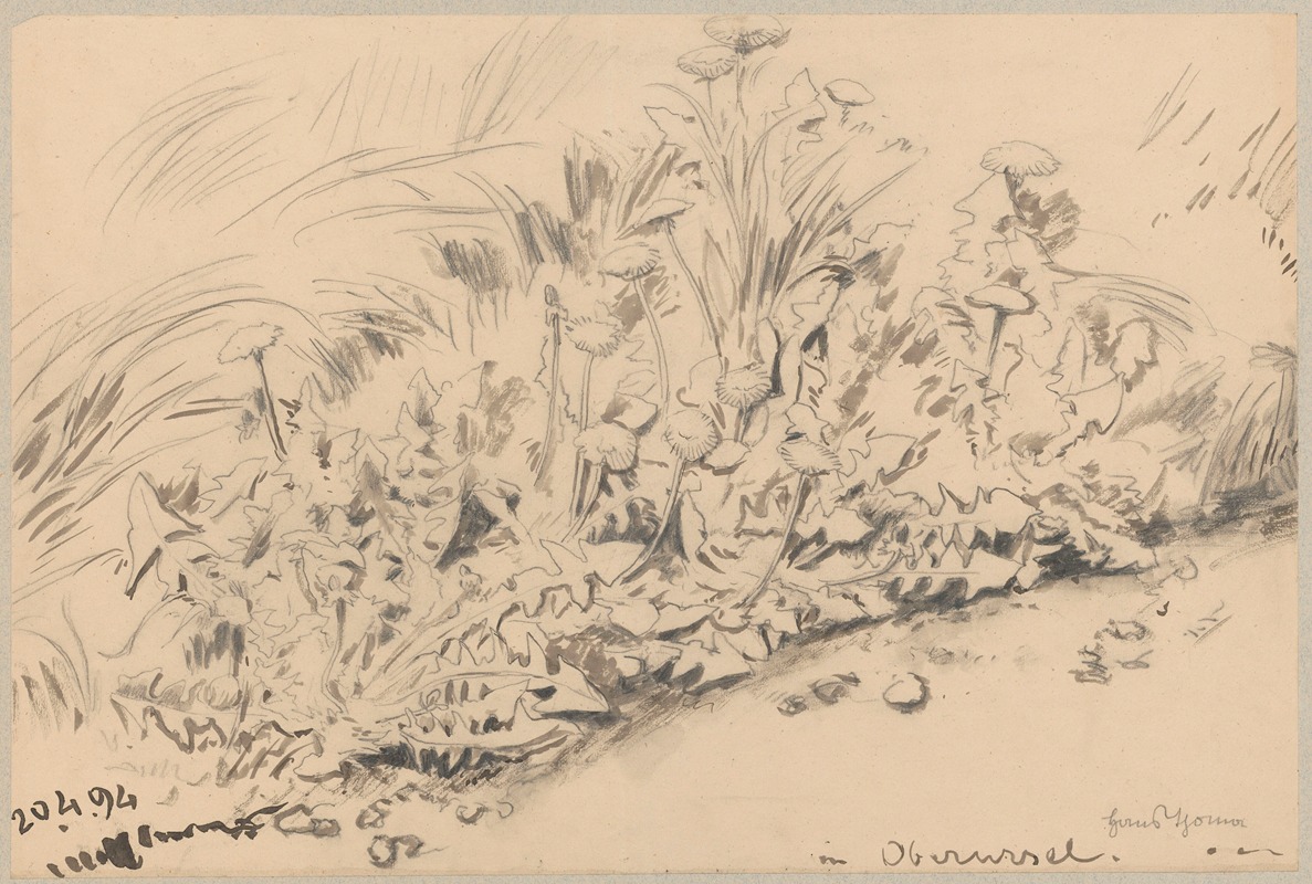 Study of plants by Ханс Тома, 1894 — digital art print download
