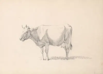 Cow by Eugène Joseph Verboeckhoven — digital art print download