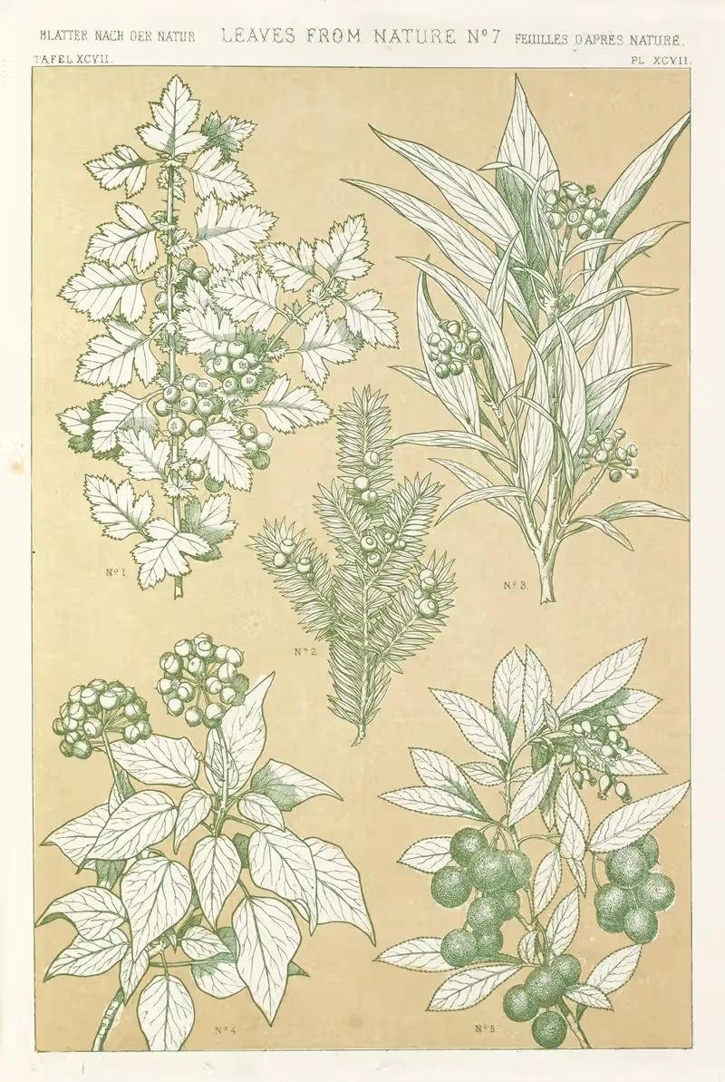 Листья из природы № 7 by Оуэн Джонс, 1856 — digital art print download