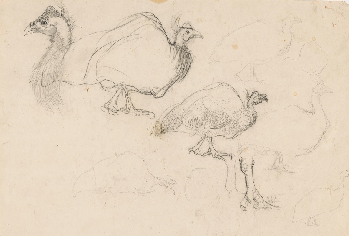 Schetsen van een parelhoen by Ян Манкес, 1900-1920 — digital art print download