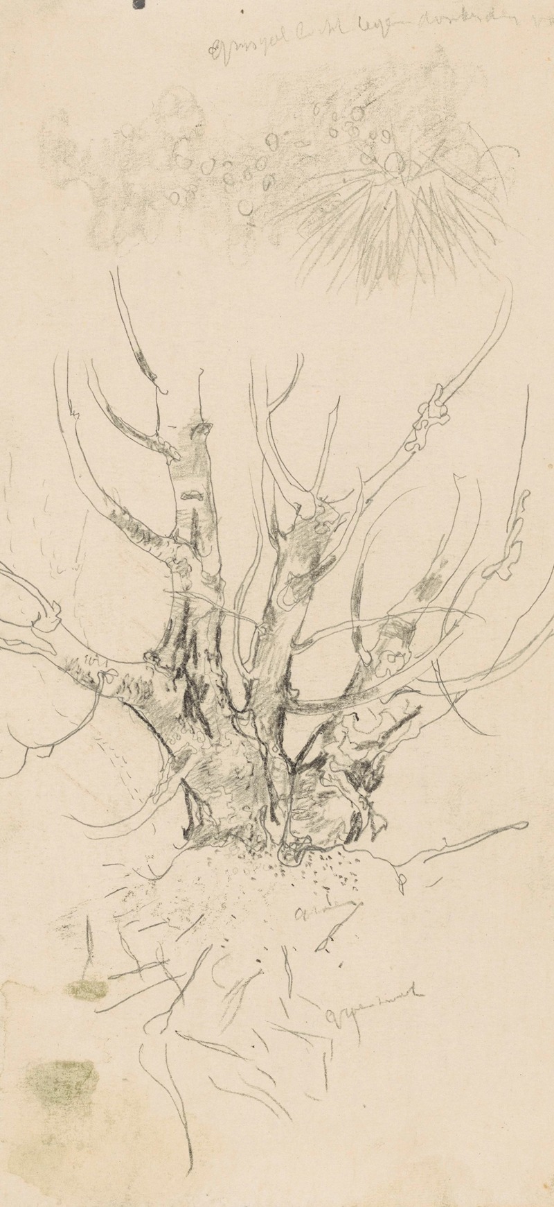 Studie van een boomstronk by Ян Манкес, 1900-1920 — digital art print download