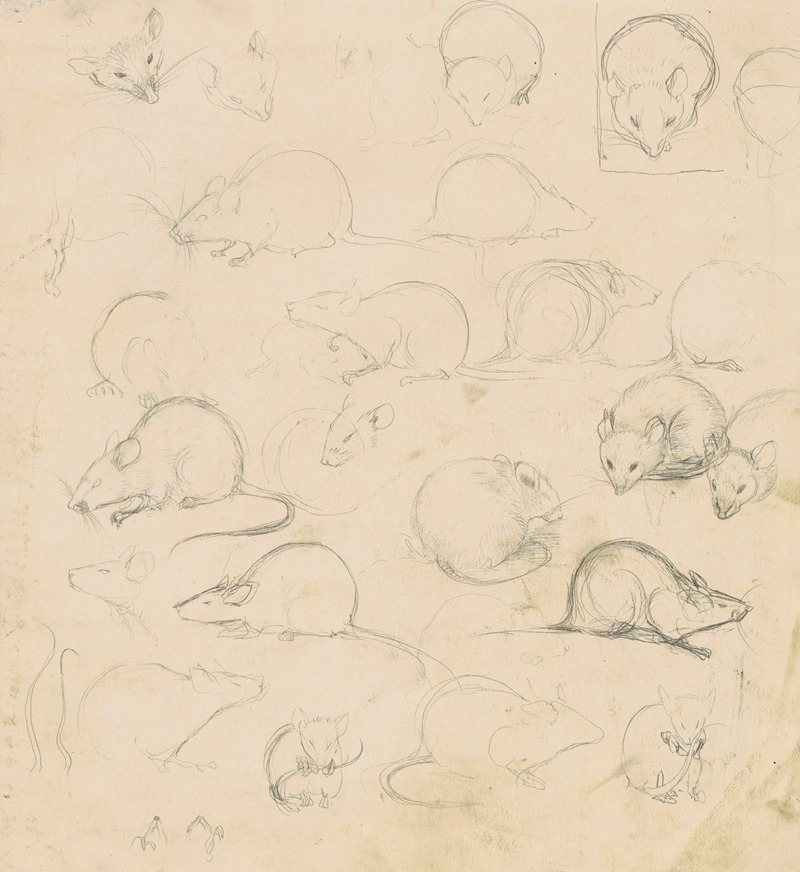 Studies van een muis by Ян Манкес, 1900-1920 — digital art print download