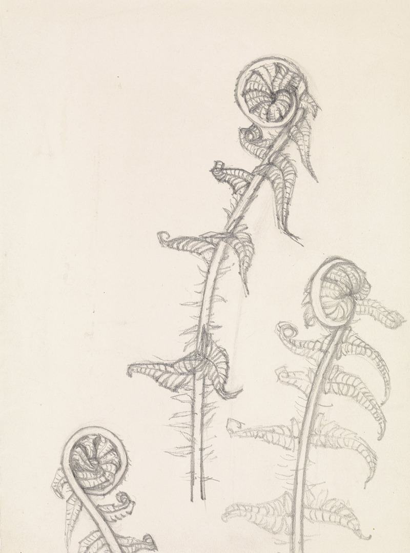 Three studies of a rolled fern leaf — Julie de Graag