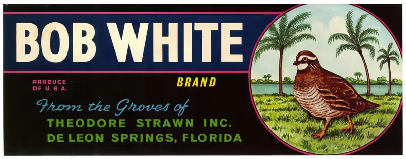 Этикетка цитрусовых Bob White Brand by Аноним, 1930-1950 — digital art print download