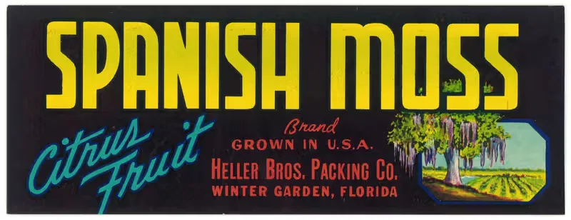Этикетка цитрусовых фруктов Spanish Moss Brand by Аноним, 1930-1950 — digital art print download