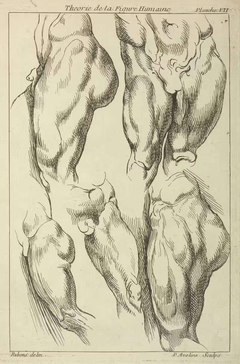 Studies of male loins — Peter Paul Rubens