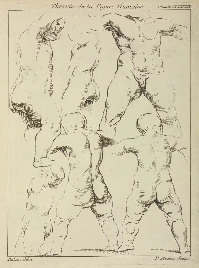 Studies of male torsos — Peter Paul Rubens