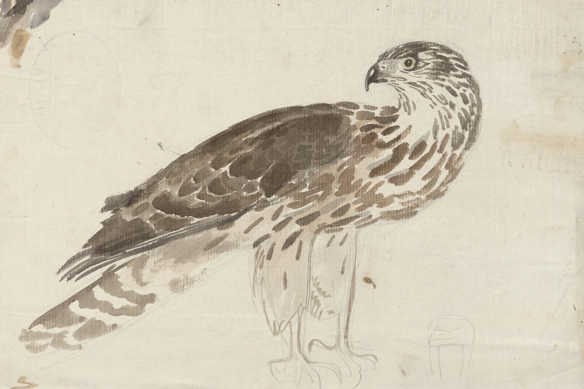 Bird of prey by Вальдемар Андерсен, 1895-1928 — digital art print download