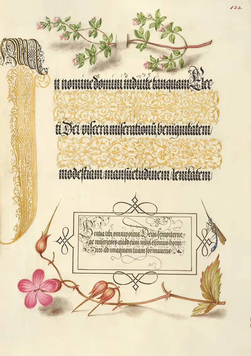 Базилик тимьян, насекомое и травка Роберт by Йорис Хефнагел, 1561–1596 — digital art print download