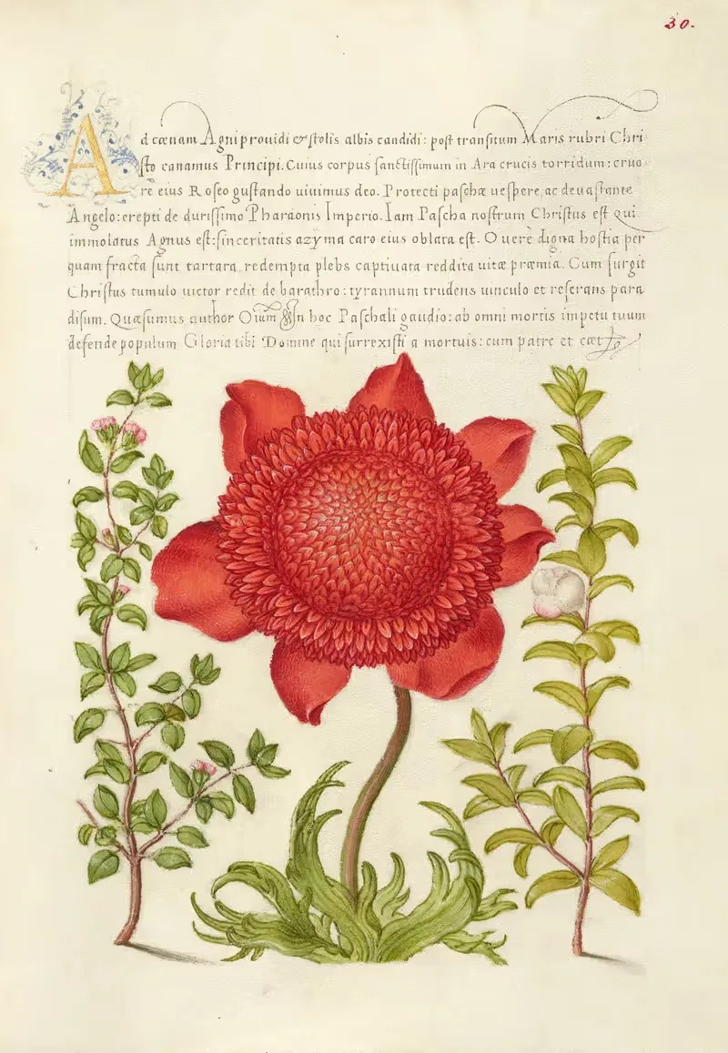 Базилик, мак анемон и мирт by Йорис Хефнагел, 1561–1596 — digital art print download