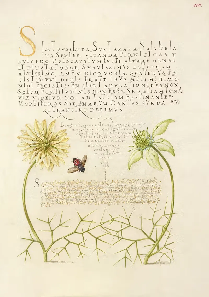 Черные кумин и насекомое by Йорис Хефнагел, 1561–1596 — digital art print download