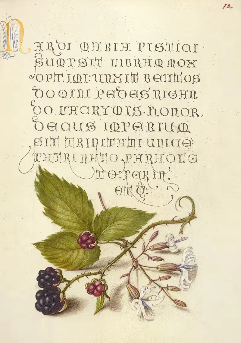 Ежевика и Ноттингемская ловчая муха by Йорис Хефнагел, 1561–1596 — digital art print download