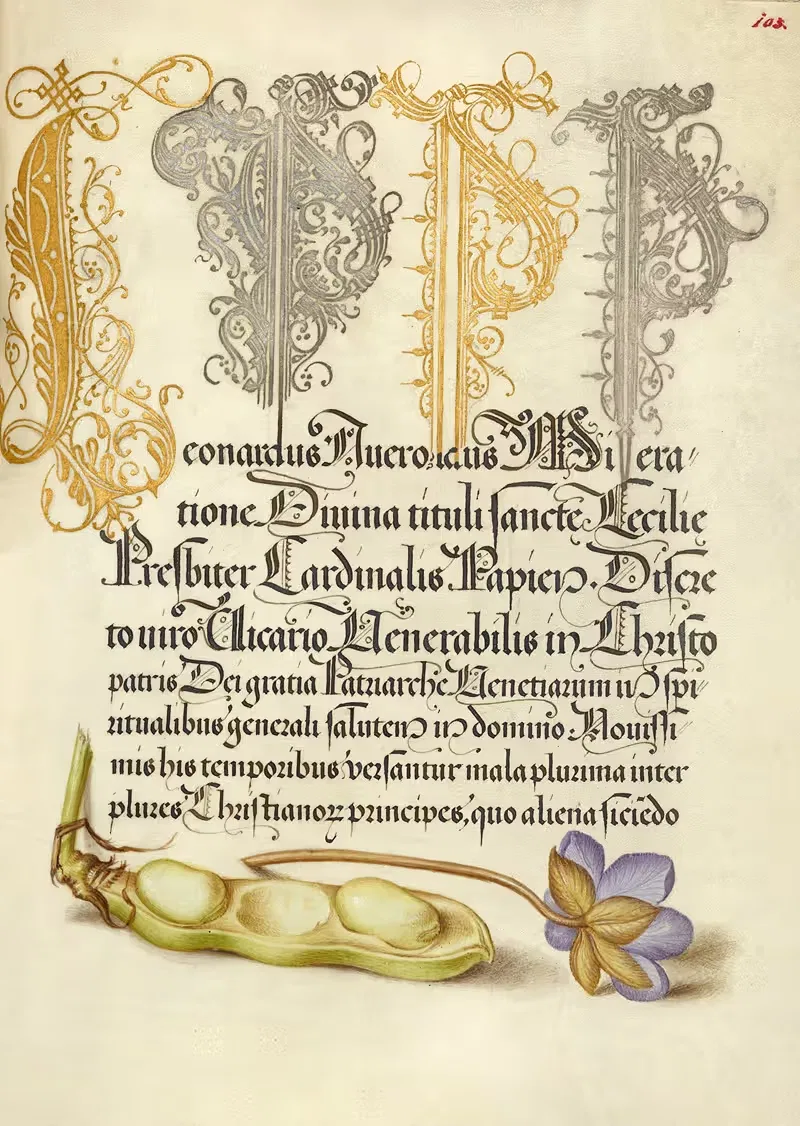Широкая фасоль и печеночный лист by Йорис Хефнагел, 1561–1596 — digital art print download