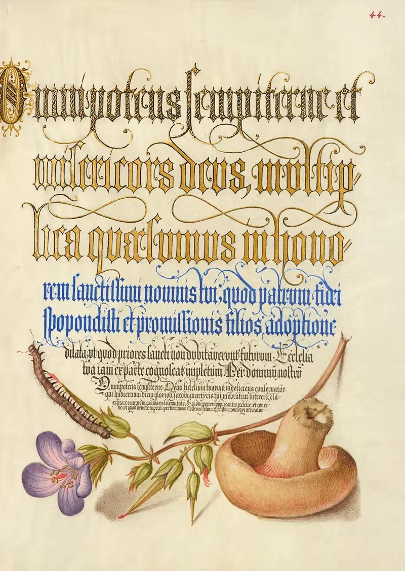 Centipede, Wood Cranesbill, and Mushroom — Joris Hoefnagel