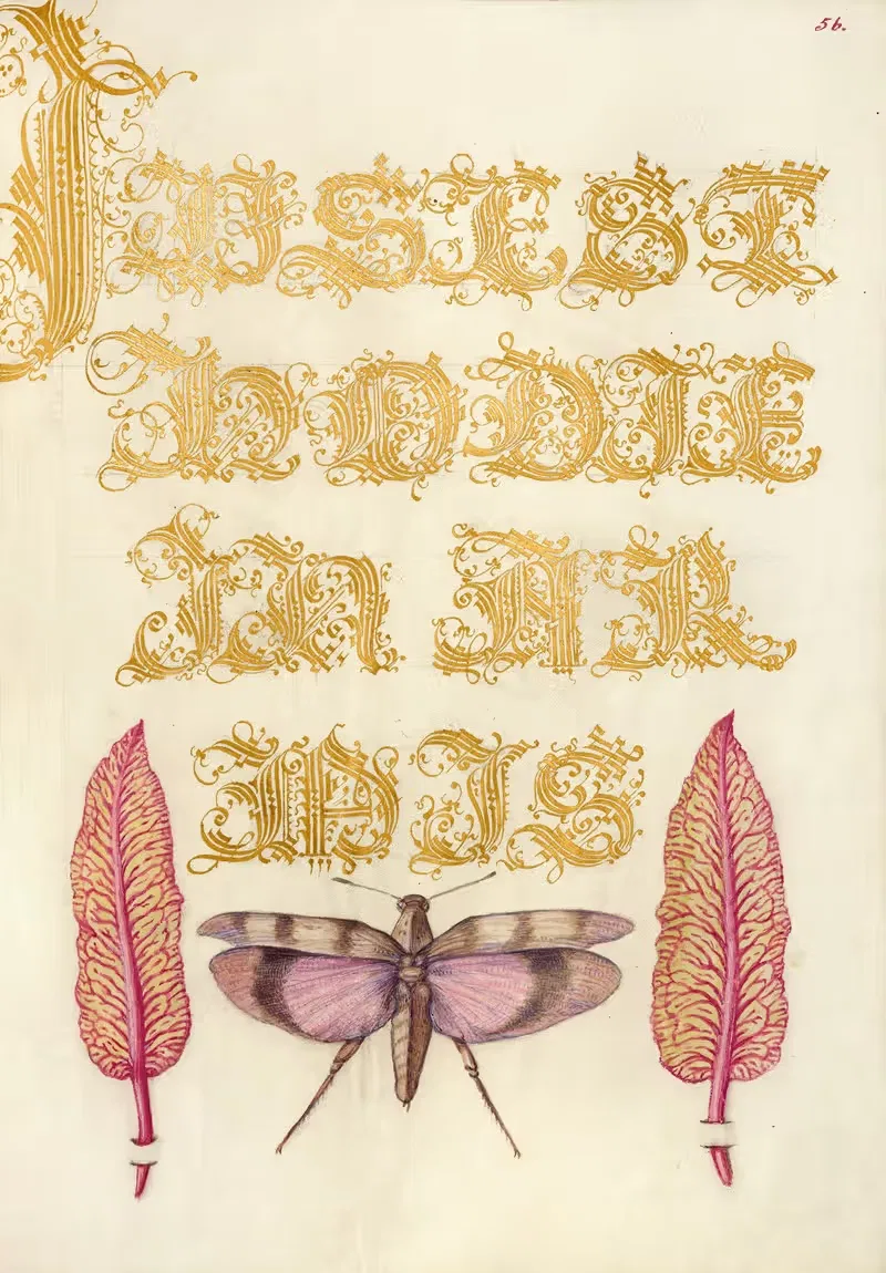 Листья мангольда и краснокрылый кузнечик by Йорис Хефнагел, 1561–1596 — digital art print download