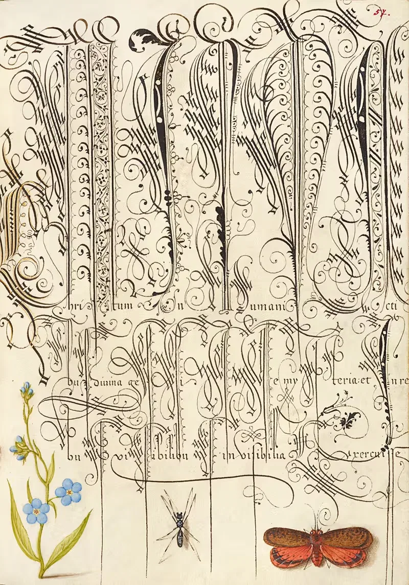 Ползучий незабудка, насекомое и плантохоппер by Йорис Хефнагел, 1561–1596 — digital art print download