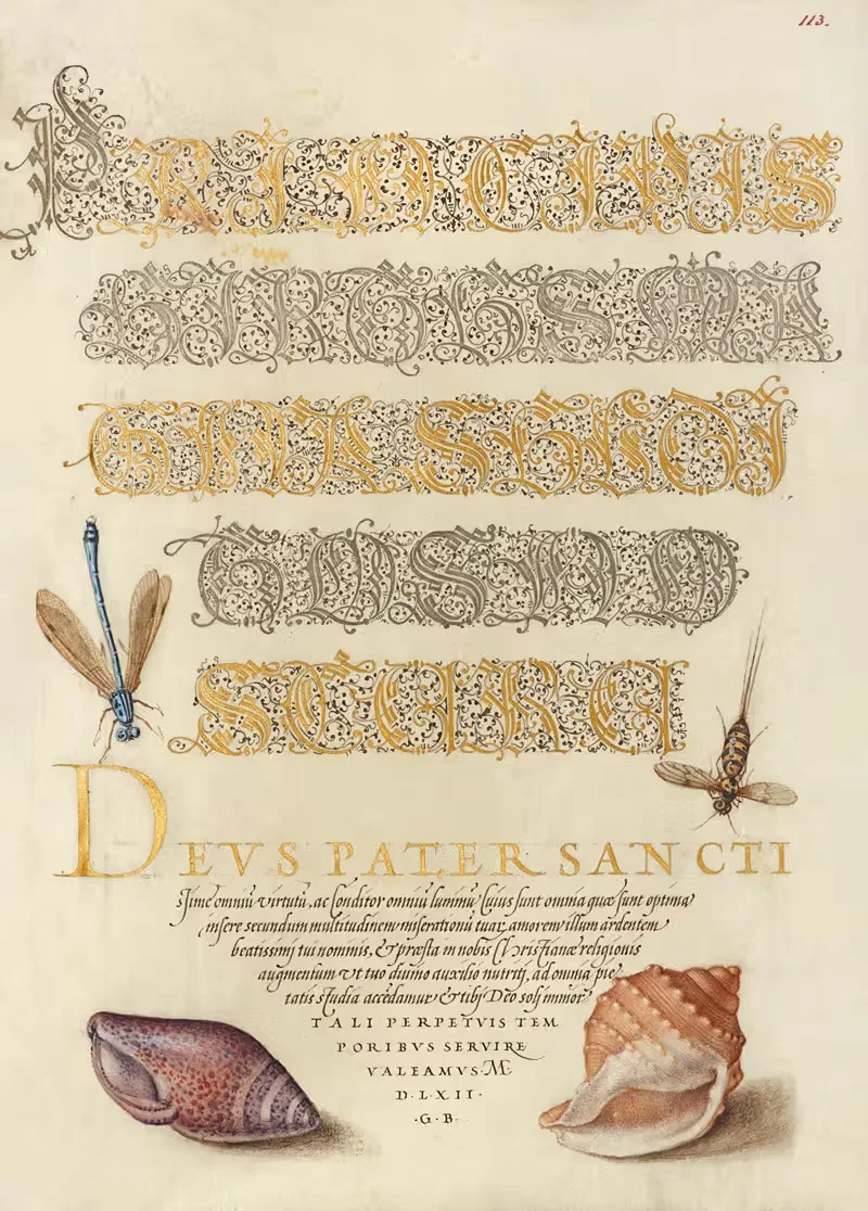 Damselfly, Insect, and Marine Mollusks — Joris Hoefnagel