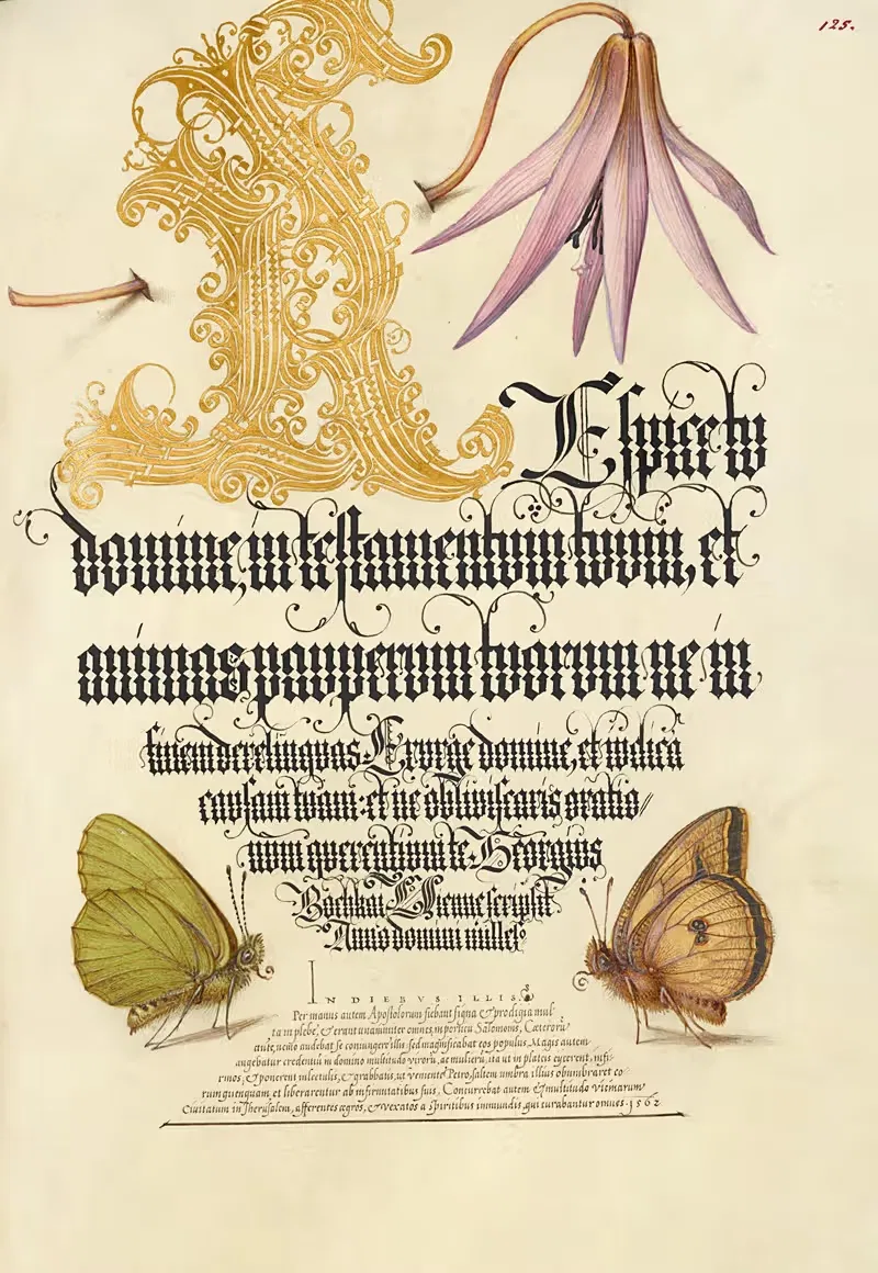 Dog-Tooth Violet and Butterflies — Joris Hoefnagel