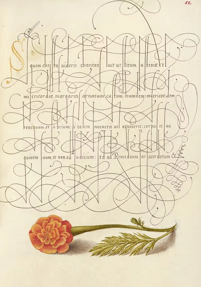Французская бархатка by Йорис Хефнагел, 1561–1596 — digital art print download