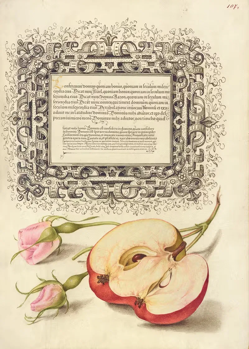 Французская роза и яблоко by Йорис Хефнагел, 1561–1596 — digital art print download