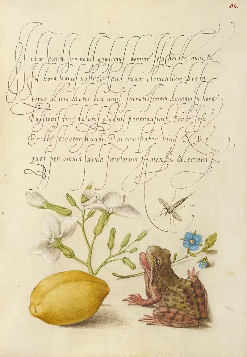 Gillyflower, Insect, Germander, Almond, and Frog — Joris Hoefnagel